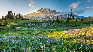 Vista with Mount Rainier, evergreen trees, and a wildflower meadow.